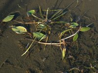 NL, Friesland, Terschelling, Griltjeplak 2, Saxifraga-Hans Boll