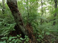 NL, Friesland, Terschelling, Griltjeplak 23, Saxifraga-Dirk Hilbersw