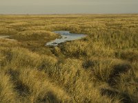 NL, Friesland, Terschelling, Groede 20, Saxifraga-Jan van der Straaten