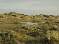 NL, Friesland, Terschelling, Groede 4, Saxifraga-Jan van der Straaten