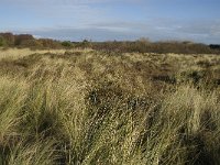 NL, Friesland, Terschelling, Groene Strand 6, Saxifraga-Marijke Verhagen