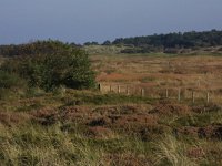 NL, Friesland, Terschelling, Groene strand 12, Saxifraga-Hans Boll