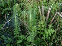 NL, Friesland, Terschelling, Groene strand 5, Saxifraga-Hans Boll