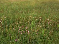 NL, Friesland, Terschelling, Groene strand 7, Saxifraga-Hans Boll