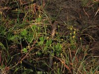 NL, Friesland, Terschelling, Groene strand 8, Saxifraga-Hans Boll