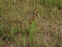 NL, Friesland, Terschelling, Hoorn 9, Saxifraga-Hans Boll