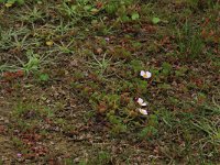 NL, Friesland, Terschelling, Midsland 11, Saxifraga-Hans Boll