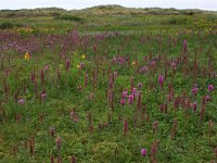 NL, Friesland, Terschelling, Midsland 13, Saxifraga-Hans Boll