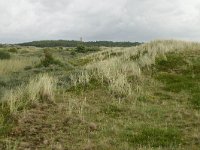 NL, Friesland, Terschelling, Noordsvaarder 13, Saxifraga-Hans Boll