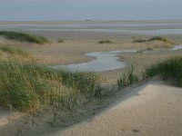 NL, Friesland, Terschelling, Noordsvaarder 16, Saxifraga-Hans Boll