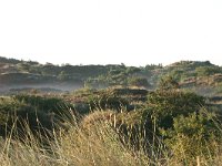 NL, Friesland, Terschelling, Noordsvaarder 2, Saxifraga-Hans Boll