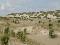 NL, Friesland, Terschelling, Noordsvaarder 8, Saxifraga-Hans Boll