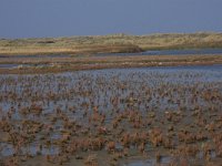 NL, Friesland, Terschelling, Noordvaarder 39, Saxifraga-Hans Boll