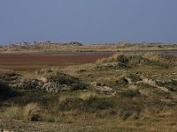 NL, Friesland, Terschelling, Noordvaarder 50, Saxifraga-Hans Boll