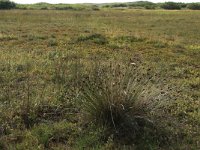 NL, Friesland, Terschelling, Oosterend 2, Saxifraga-Hans Boll