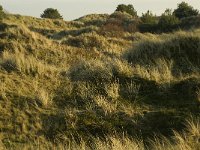 NL, Friesland, Terschelling, Rimkeskooi 1, Saxifraga-Jan van der Straaten