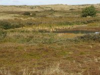 NL, Friesland, Terschelling, Waterplak 3, Saxifraga-Hans Boll