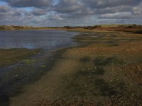 NL, Friesland, Terschelling, Waterplak 6, Saxifraga-Hans Boll