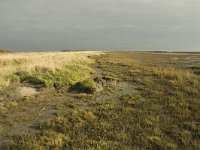 NL, Friesland, Terschelling, Wierschuur 1, Saxifraga-Jan van der Straaten