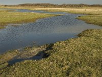 NL, Friesland, Terschelling, Wierschuur 11, Saxifraga-Marijke Verhagen