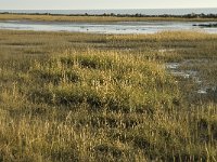 NL, Friesland, Terschelling, Wierschuur 13, Saxifraga-Marijke Verhagen