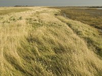 NL, Friesland, Terschelling, Wierschuur 3, Saxifraga-Jan van der Straaten