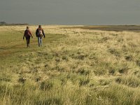 NL, Friesland, Terschelling, Wierschuur 4, Saxifraga-Jan van der Straaten