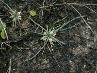 NL, Friesland, Terschelling, central valleys 4, Saxifraga-Hans Boll