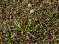 NL, Friesland, Terschelling, central valleys 6, Saxifraga-Hans Boll