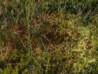 NL, Friesland, Terschelling, central valleys 9, Saxifraga-Hans Boll