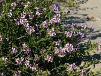 NL, Friesland, Terschelling, paal 16-20 11, Saxifraga-Hans Boll