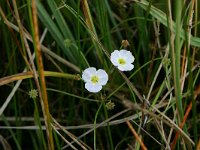 NL, Friesland, Tietjerksteradeel 3, Saxifraga-Hans Boll