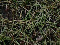 NL, Friesland, Tietjerksteradeel 4, Saxifraga-Hans Boll