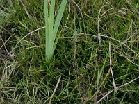 NL, Friesland, Tietjerksteradeel 5, Saxifraga-Hans Boll