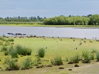 NL, Friesland, Tietjerksteradeel, Alde Feanen 1, Saxifraga-Tom Heijnen