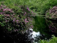 NL, Friesland, Tietjerksteradeel, Oenkerk, Stania State 1, Saxifraga-Piet Munsterman