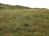 NL, Friesland, Vlieland, Cranberryvallei 13, Saxifraga-Hans Boll