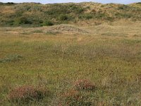 NL, Friesland, Vlieland, Cranberryvallei 16, Saxifraga-Hans Boll