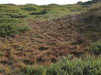 NL, Friesland, Vlieland, Cranberryvallei 2, Saxifraga-Hans Boll