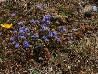 NL, Friesland, Vlieland, Cranberryvallei 20, Saxifraga-Hans Boll