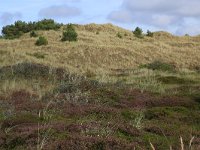 NL, Friesland, Vlieland, Cranberryvallei 34, Saxifraga-Hans Boll