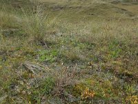 NL, Friesland, Vlieland, Cranberryvallei 35, Saxifraga-Hans Boll