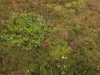 NL, Friesland, Vlieland, Cranberryvallei 40, Saxifraga-Hans Boll