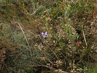 NL, Friesland, Vlieland, Cranberryvallei 48, Saxifraga-Hans Boll