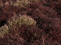 NL, Friesland, Vlieland, Cranberryvallei 6, Saxifraga-Hans Boll