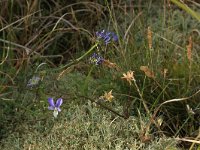 NL, Friesland, Vlieland, Cranberryvallei 8, Saxifraga-Hans Boll