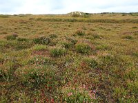 NL, Friesland, Vlieland, Cranberryvallei 9, Saxifraga-Hans Boll