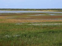 NL, Friesland, Vlieland, Derde Kroons Polder 11, Saxifraga-Hans Boll