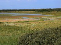 NL, Friesland, Vlieland, Derde Kroons Polder 4, Saxifraga-Hans Boll