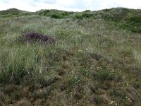 NL, Friesland, Vlieland, Dodemans Bol 3, Saxifraga-Hans Boll